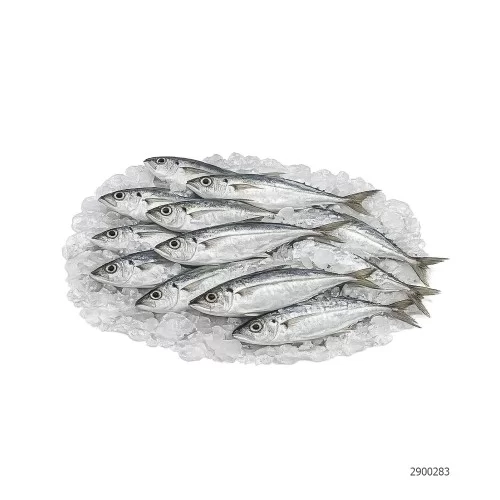 Cá nục tươi Hạ Long                                                                                                                                                                                                                                       