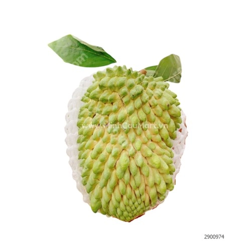 Quả na sầu Sơn La