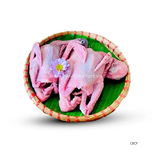 Chim bồ câu pháp