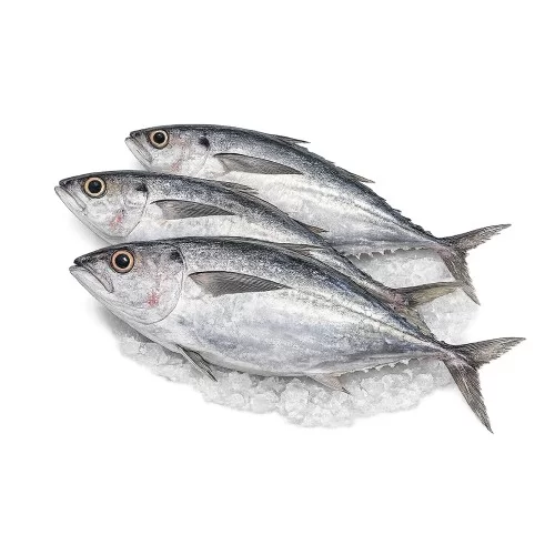 Cá thu máu tươi Hạ Long