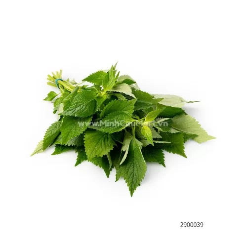 Rau Kinh Giới