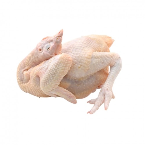 Gà Ta Tươi Cả Con