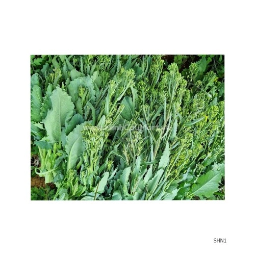 Rau sach an toàn - Su hào ngồng 1KG Rau sach an toàn - Su hào ngồng 1KG