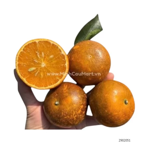 Quýt sim Lục Ngạn Bắc Giang                                                                                                                                                                                                                               