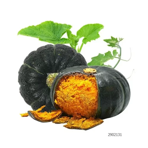 Bí bơ hạt dẻ                                                                                                                                                                                                                                              