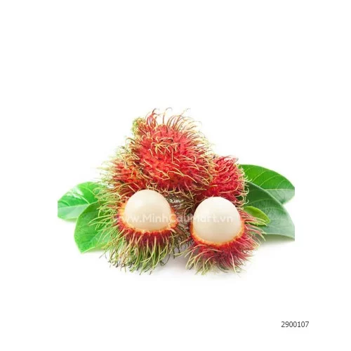 Chôm chôm Thái                                                                                                                                                                                                                                            