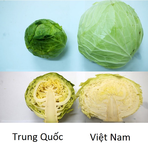 Rau củ quả Việt Nam và Trung Quốc như cà rốt, khoai tây, cải thảo và dưa chuột tươi ngon và đa dạng. Xem hình ảnh liên qua đến những loại rau này để khám phá thêm về các loại rau củ quả đặc trưng của đất nước Việt Nam và Trung Quốc.